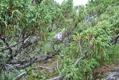 Codonopsis subscaposa