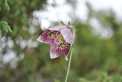 Codonopsis subscaposa