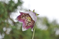 Codonopsis subscaposa