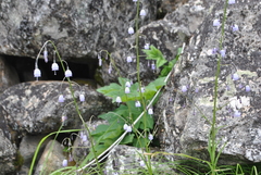 Adenophora liliifolioides
