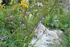Adenophora liliifolioides