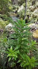 Calomeria amaranthoides
