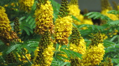 Cenostigma pluviosum peltophoroides