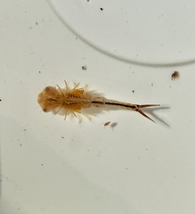 Eubranchipus vernalis