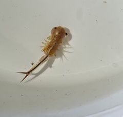 Eubranchipus vernalis