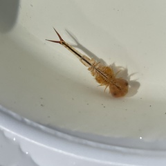 Eubranchipus vernalis