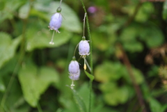 Adenophora liliifolioides