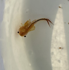 Eubranchipus vernalis