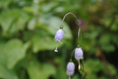 Adenophora liliifolioides