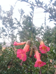 Cantua buxifolia