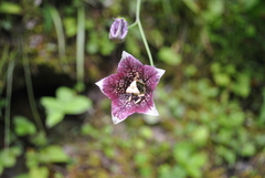 Codonopsis subscaposa