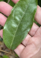 Elaeagnus loureirii