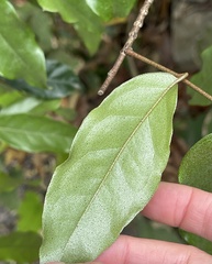 Elaeagnus loureirii