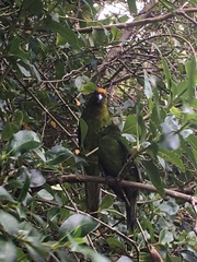 Cyanoramphus auriceps