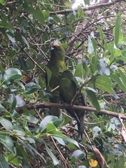 Cyanoramphus auriceps