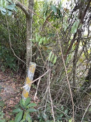 Elaeagnus loureirii