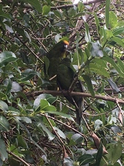 Cyanoramphus auriceps