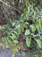 Elaeagnus loureirii
