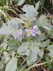 Solanum