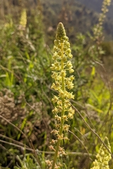 Reseda lutea