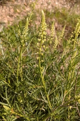 Reseda lutea