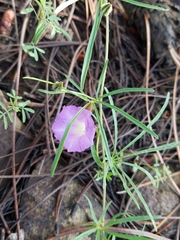 Ipomoea plummerae