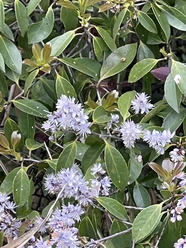 Symplocos prunifolia iNat (3)