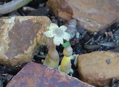 Fungi