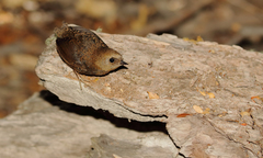 Scytalopus magellanicus