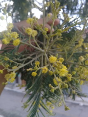 Acacia