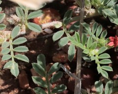 Indigofera linnaei