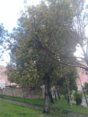 Acacia