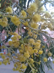 Acacia
