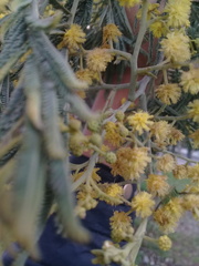 Acacia