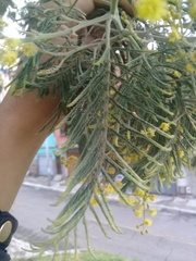 Acacia