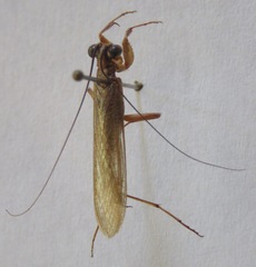 Mantoida schraderi