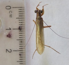 Mantoida schraderi
