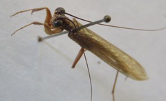 Mantoida schraderi