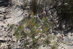 Serruria pedunculata