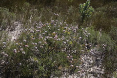 Serruria pedunculata