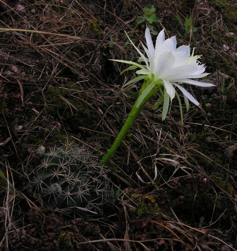 Echinopsis ancistrophora