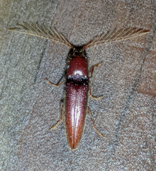 Dicrepidius palmatus