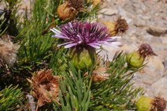 Gypothamnium pinifolium