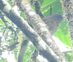 Turdus obsoletus