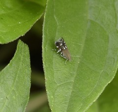 Anacampsis levipedella