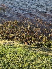 Aves