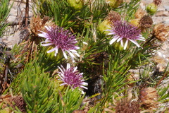 Gypothamnium pinifolium