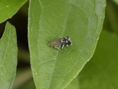 Anacampsis levipedella
