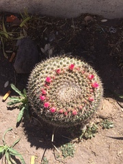 Mammillaria wagneriana