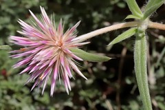 Gomphrena canescens